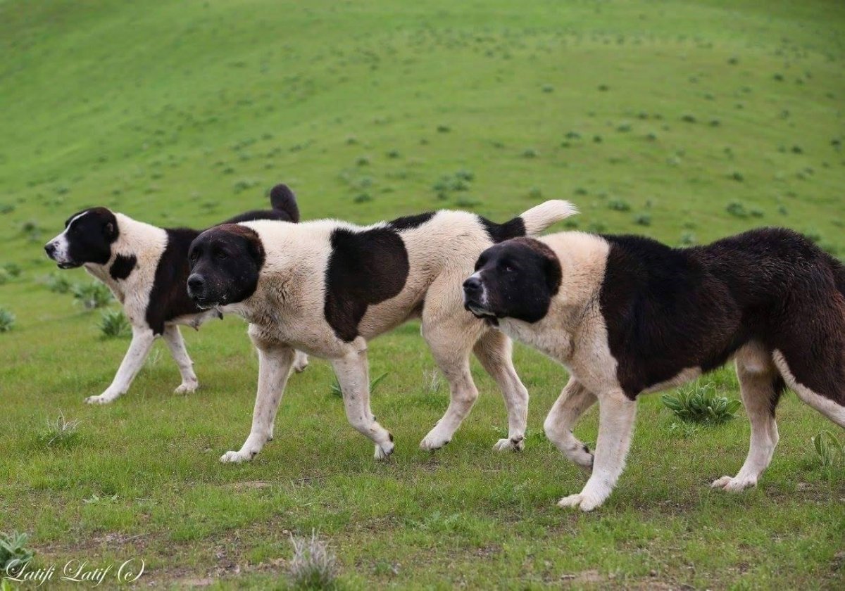 Румынская Карпатская овчарка / Romanian Carpathian Shepherd Dog (350) к
