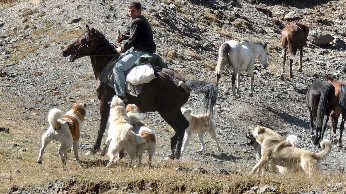 Чабанская порода бело черный