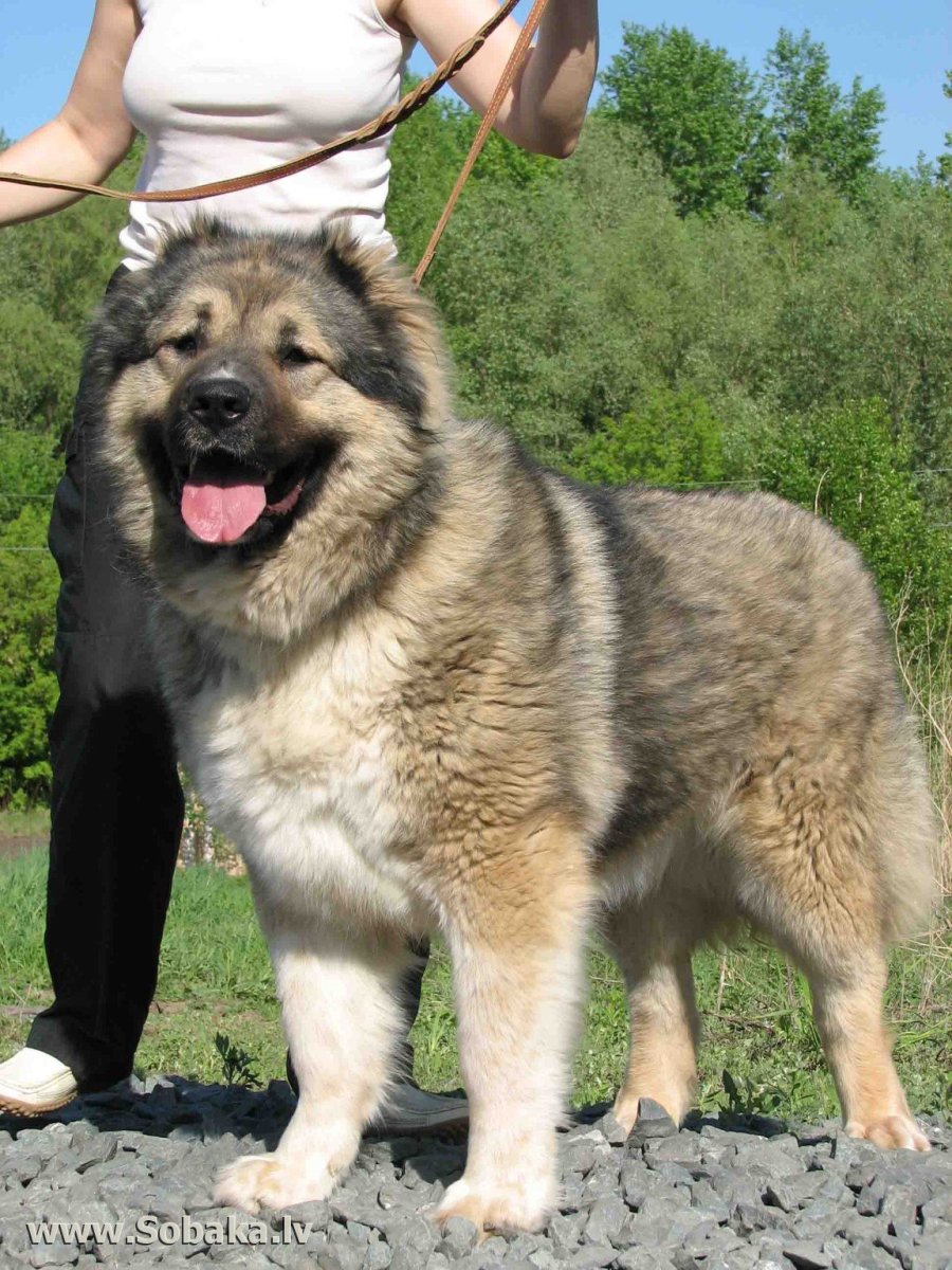 Румынская Чабанская овчарка