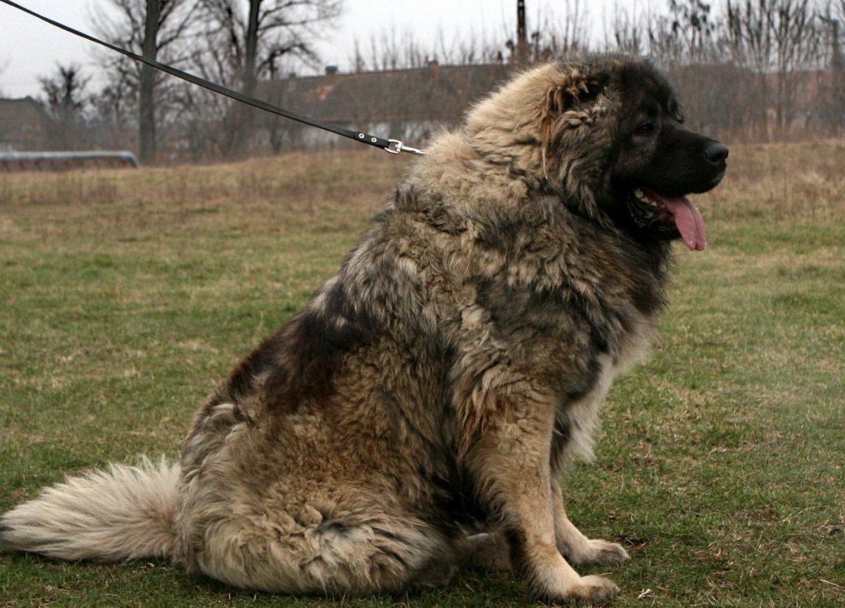 Кавказская Чабанская овчарка