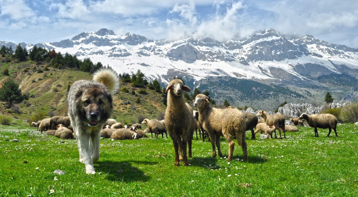 Темперамент кавказской овчарки