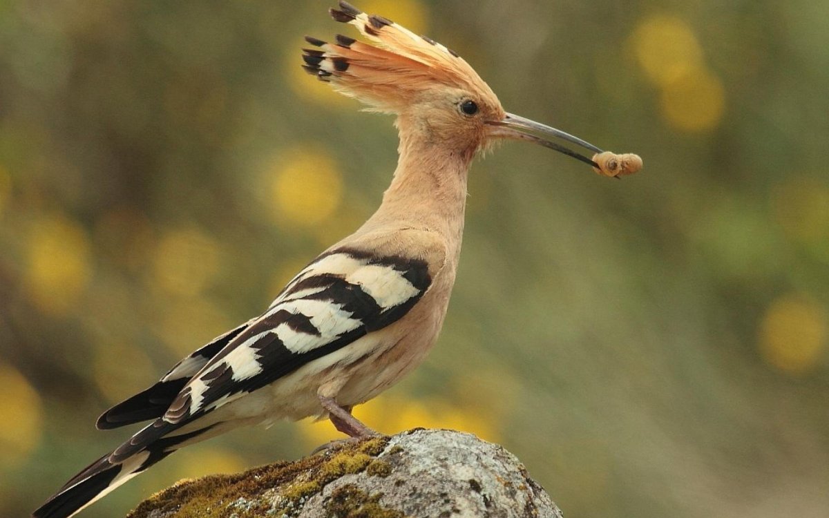 Удод Сенегальский