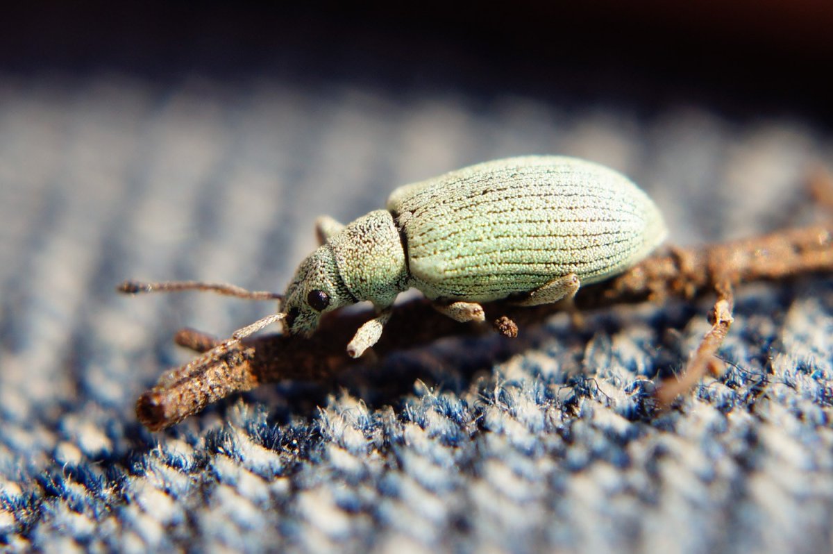 Жук долгоносик зеленый