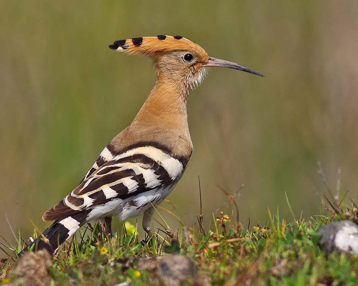 Полосатые птицы