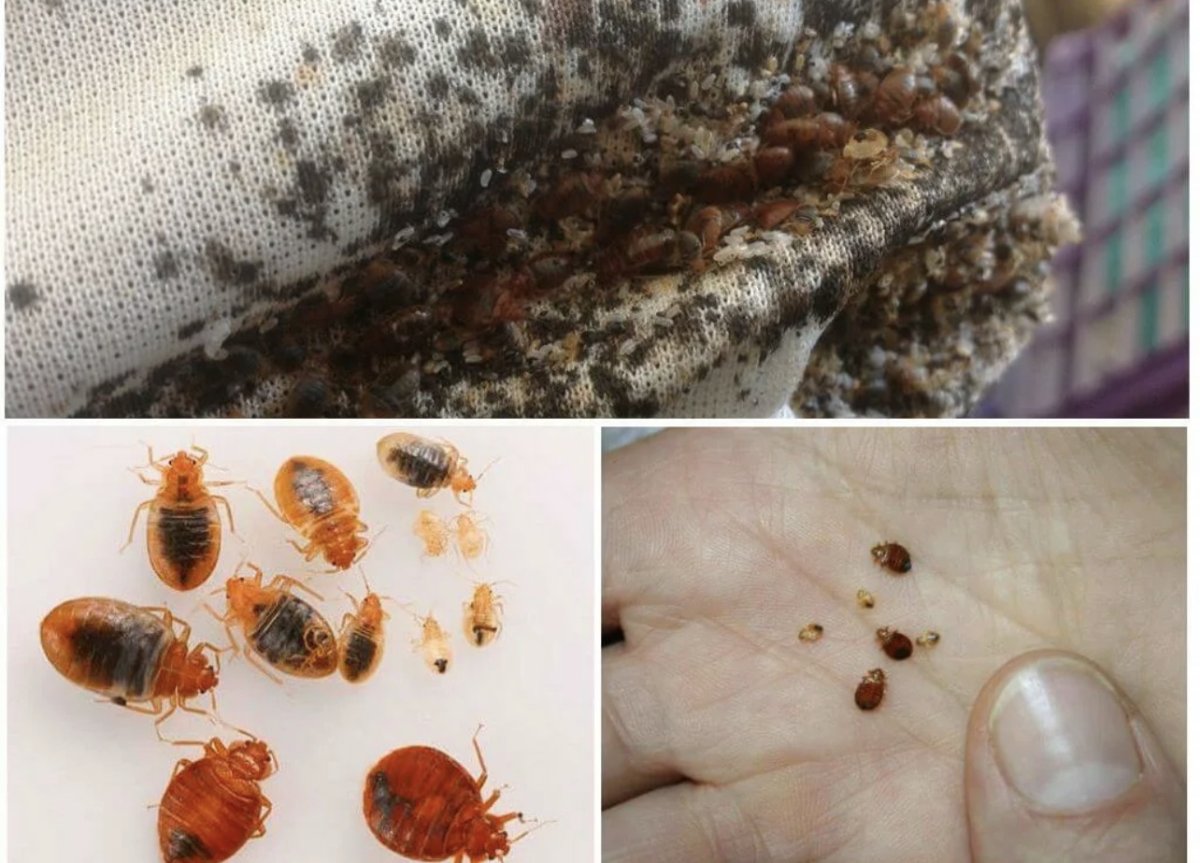 Насекомые клопы постельные