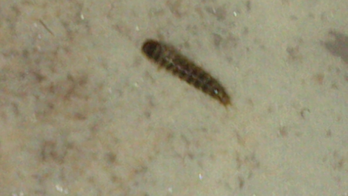 Маленькие коричневые червячки в квартире