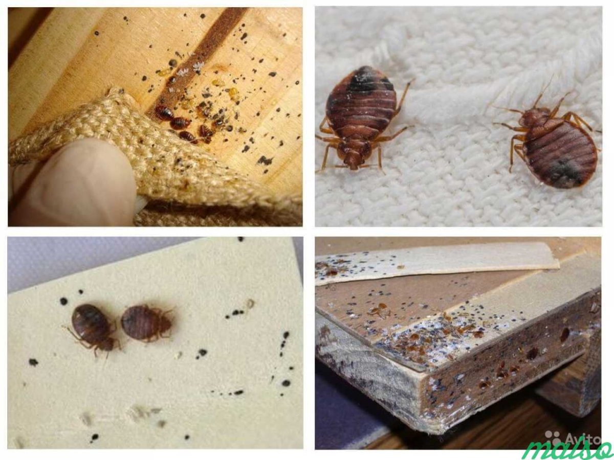 Клопы постельные экскременты