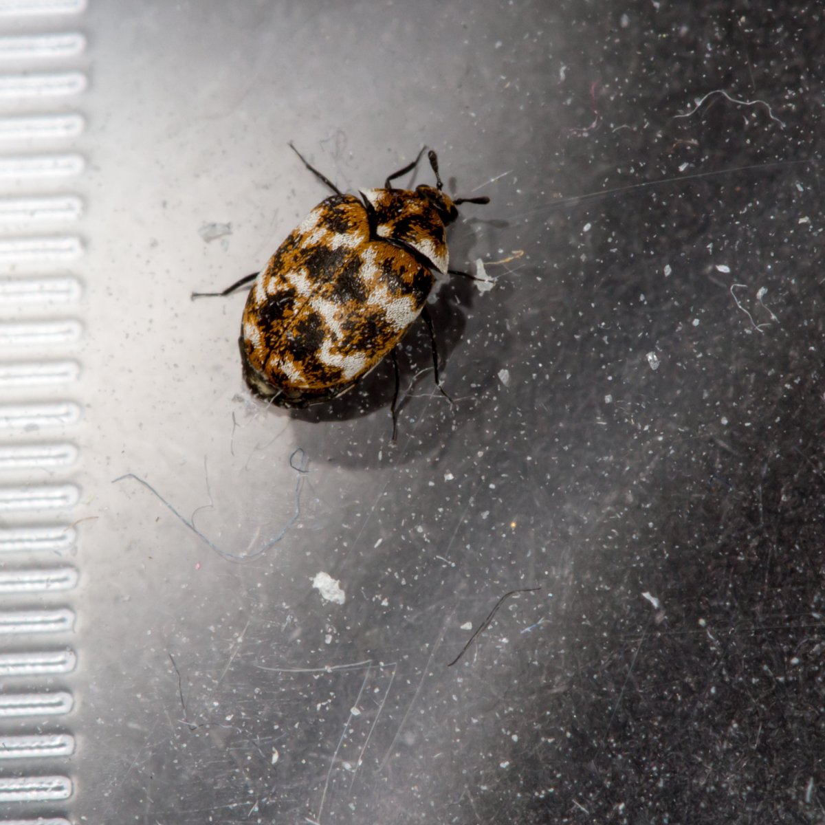 Пылевые жучки