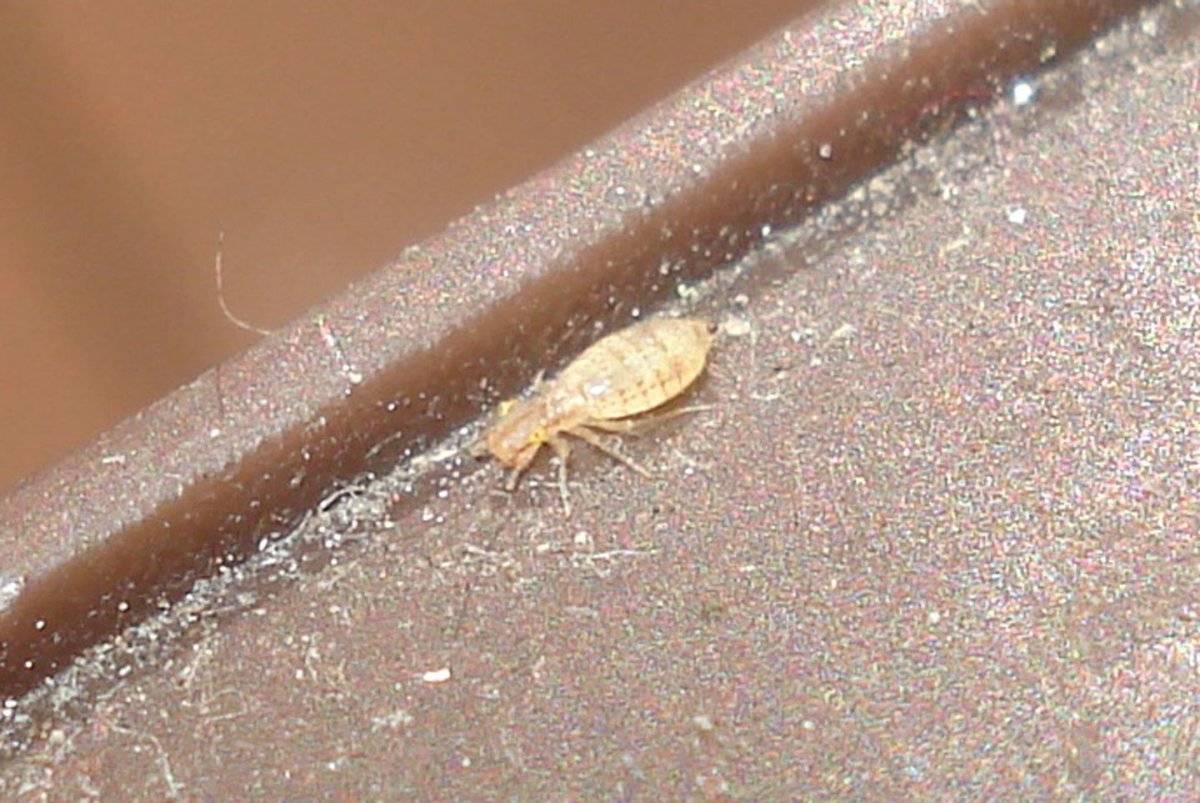 Жучки сеноеды