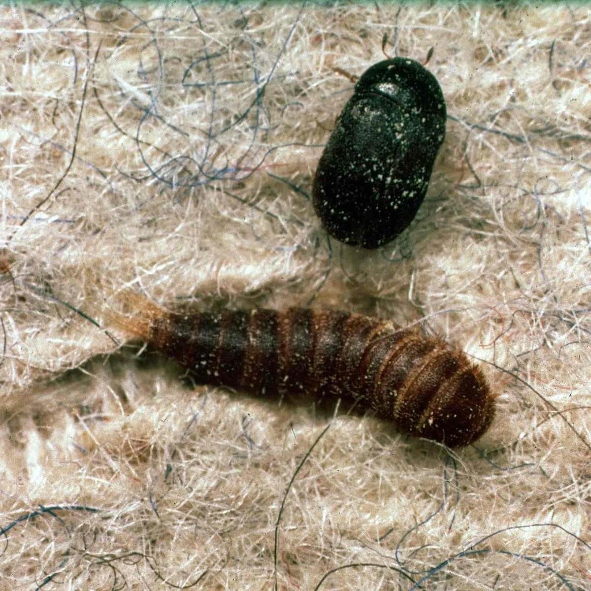 Личинка жука кожееда