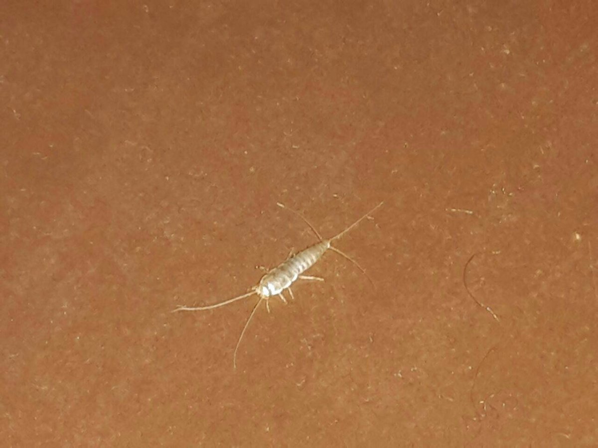 Серебрянка чешуйница личинки