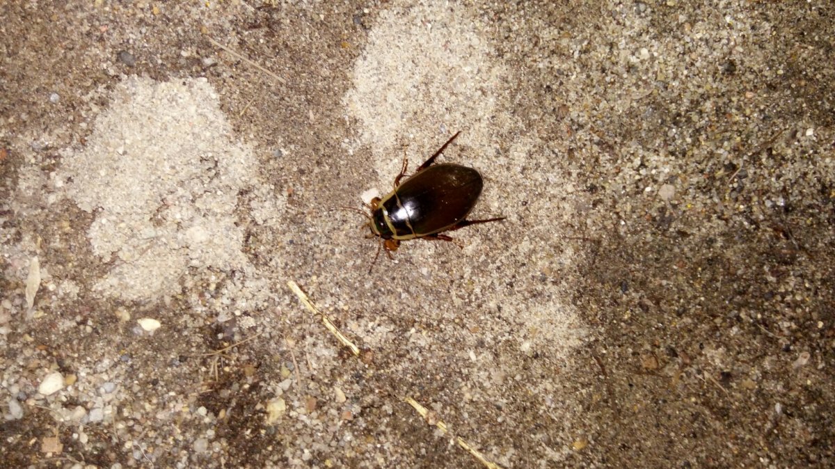 Древесный Жук маленький