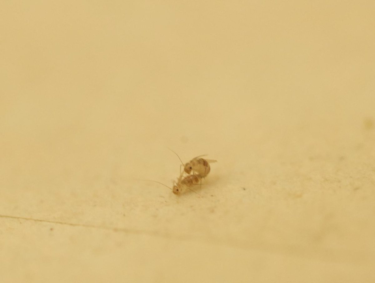 Сеноед книжная вошь