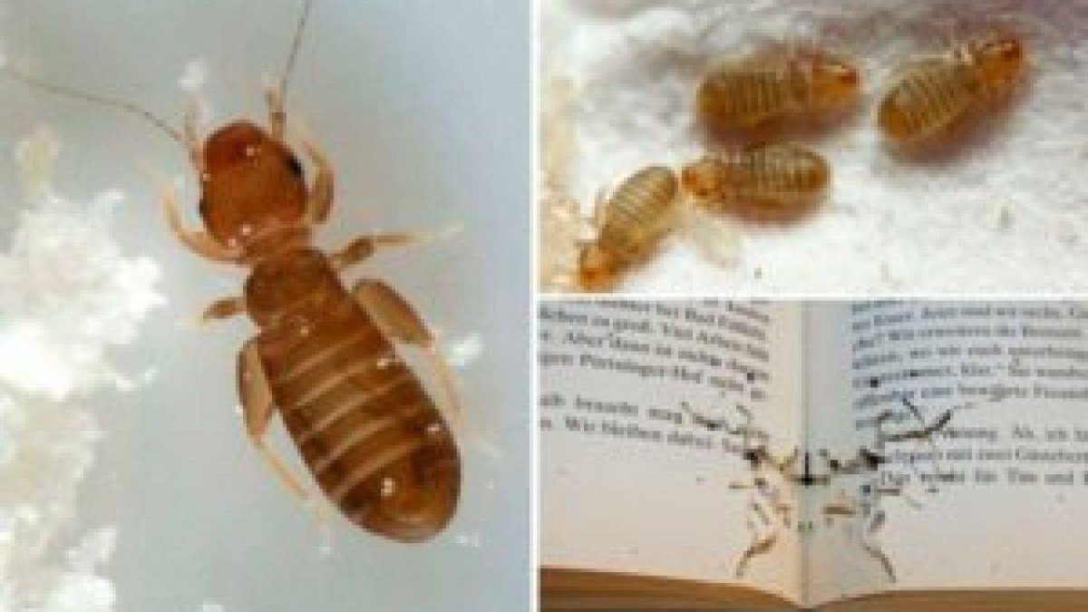 Жук сеноед книжная вошь