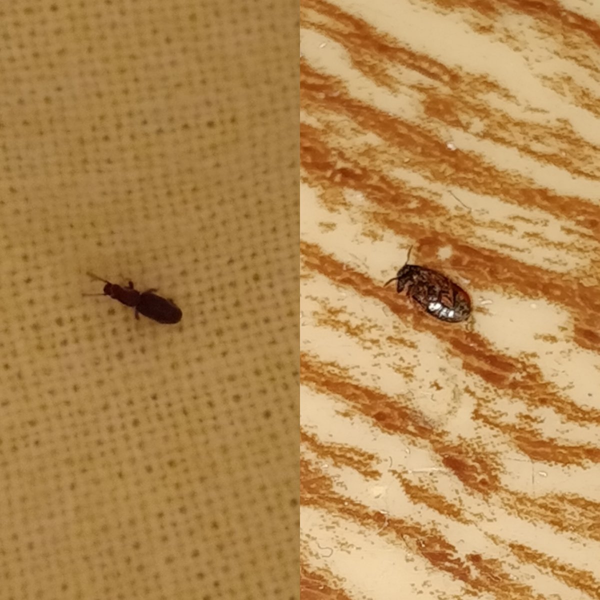 Ковровый Жук кожеед