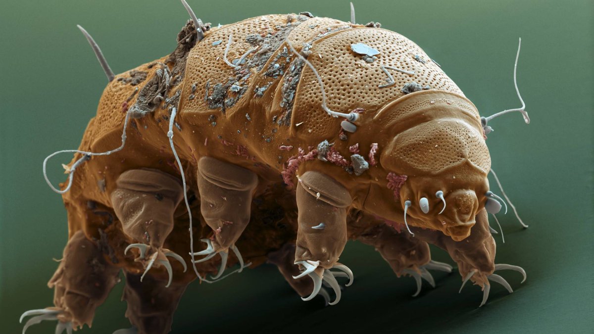 Тихоходка (Tardigrada)