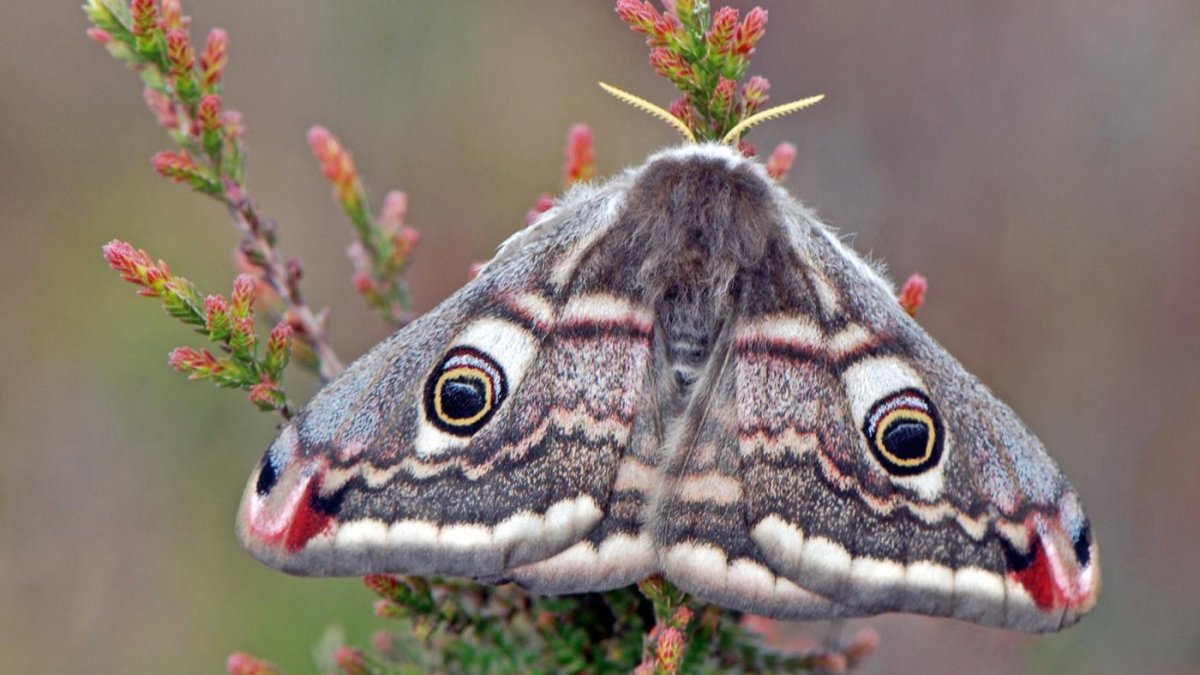 Крестовка мотылек