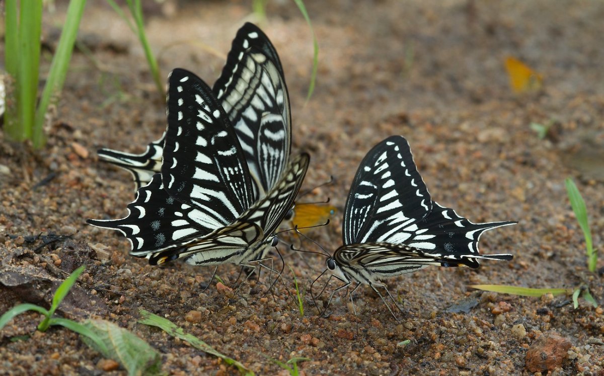 Парусник Ксут