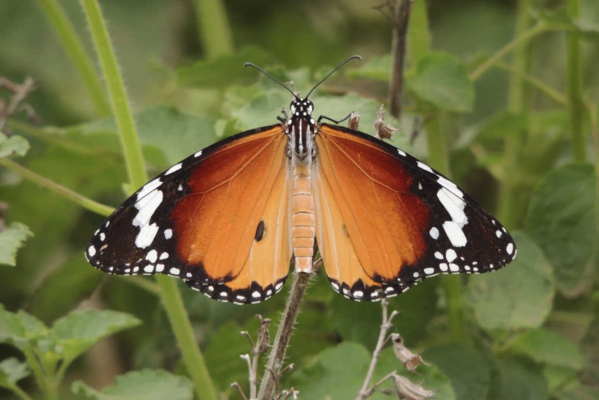 Danaus chrysippus