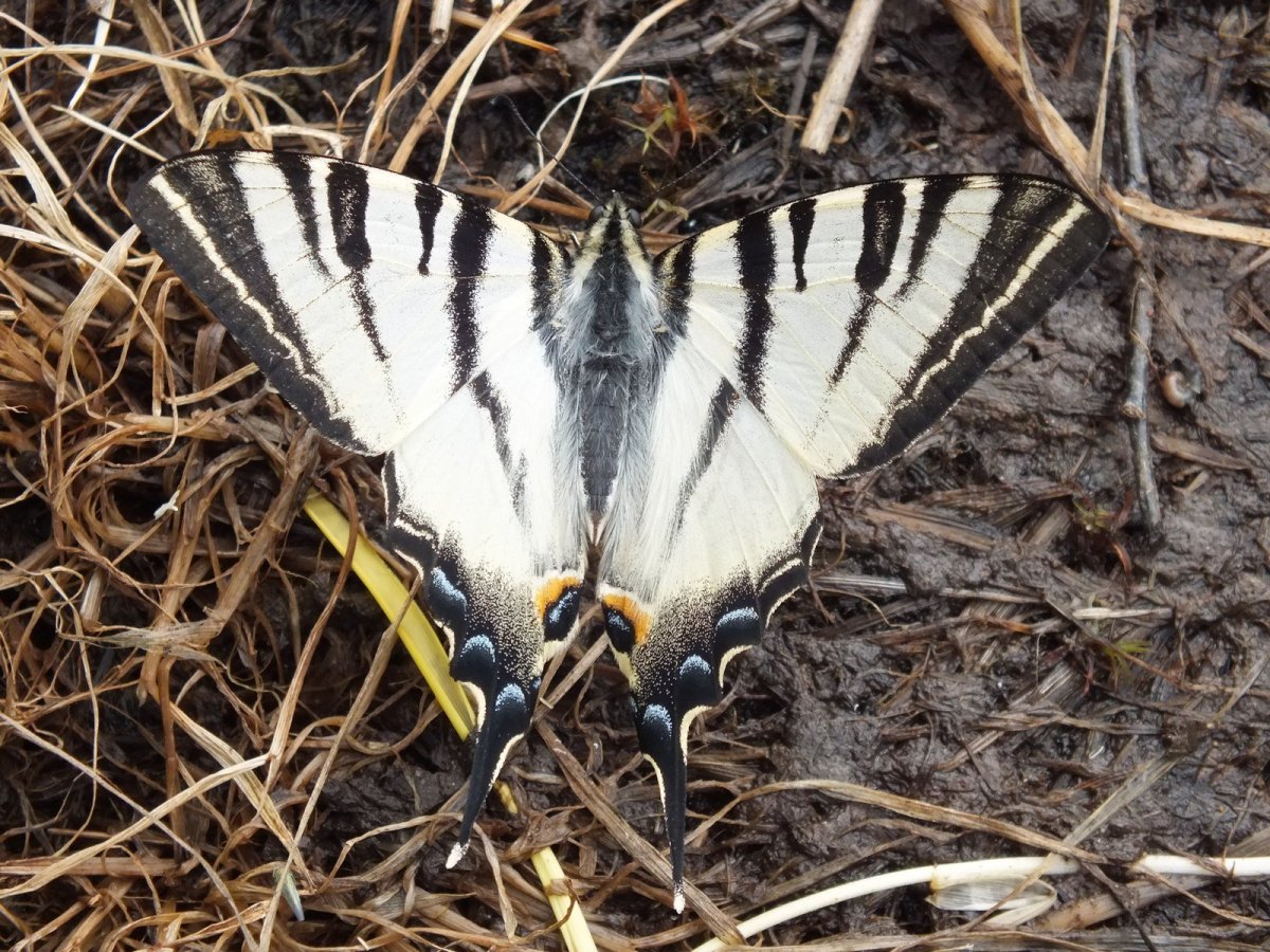 Ochrogaster lunifer гусеница