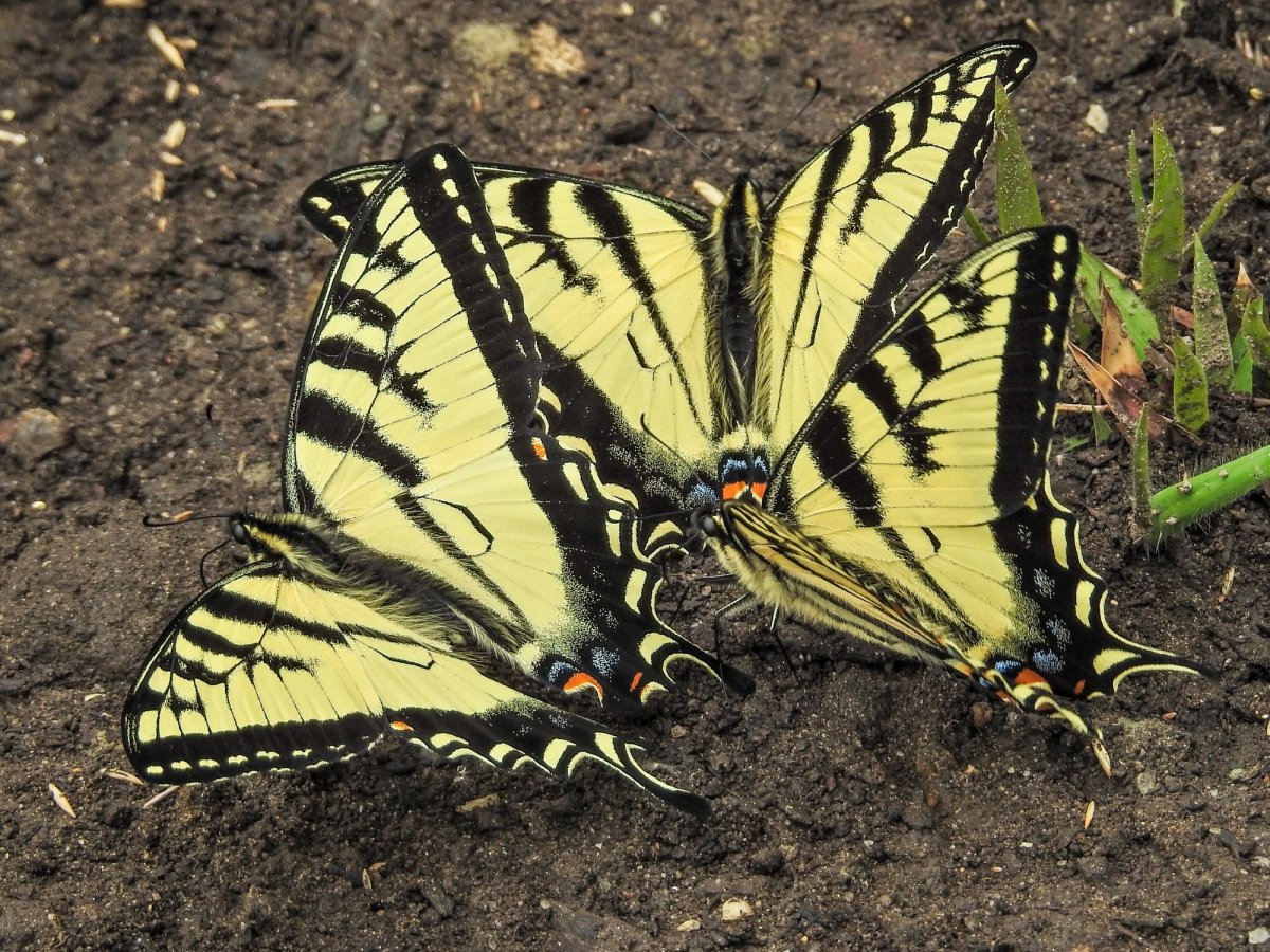 Бабочки Западной Сибири