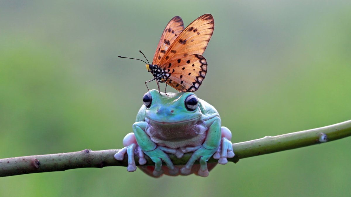 Бабочка Saturnia Pavonia