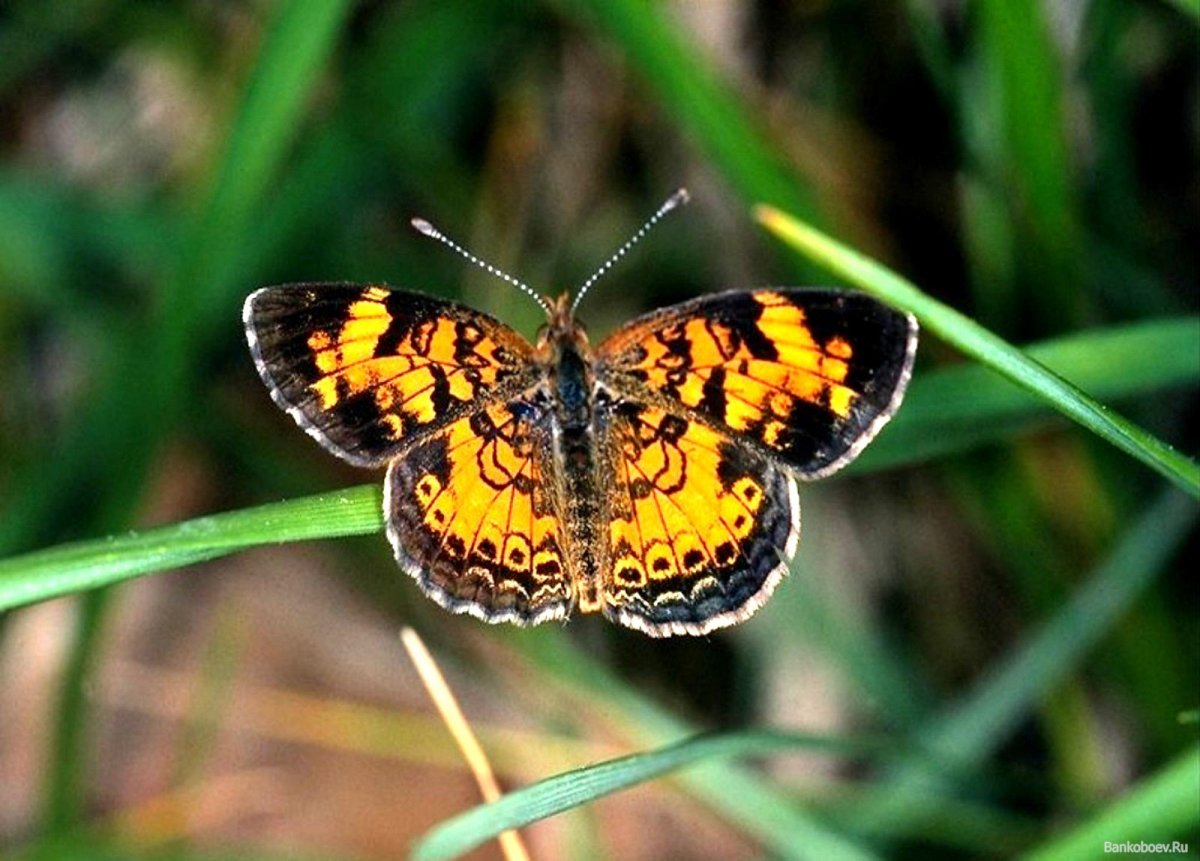 Бабочки тумблер