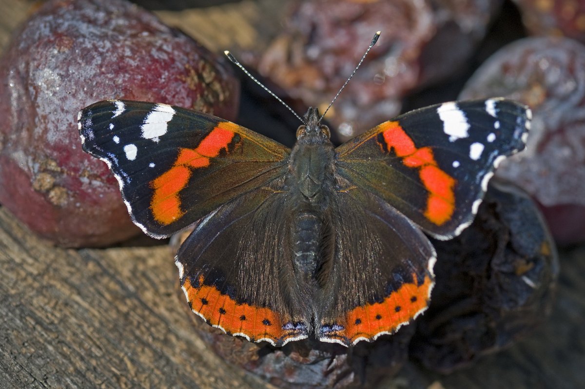 Систематика бабочки Адмирал