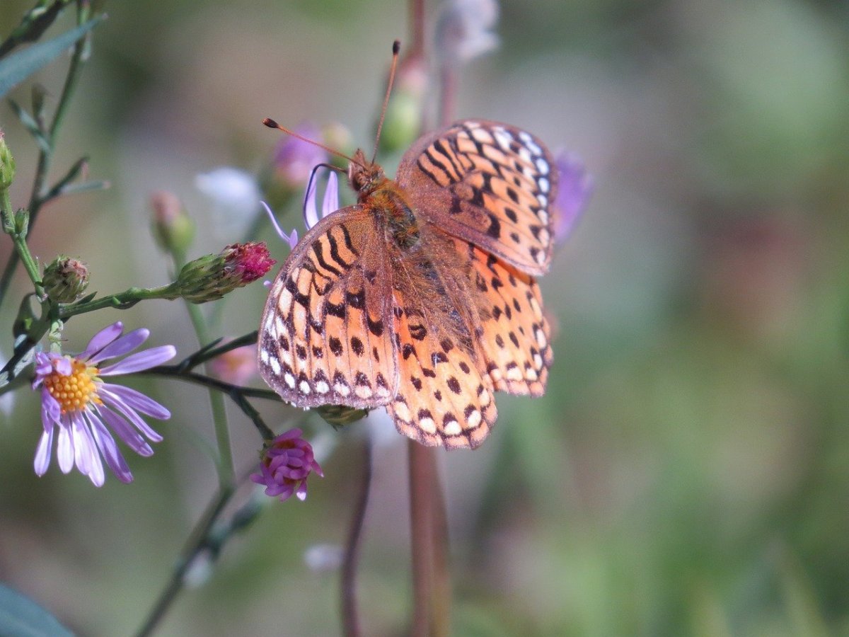 Бабочки Западной Сибири