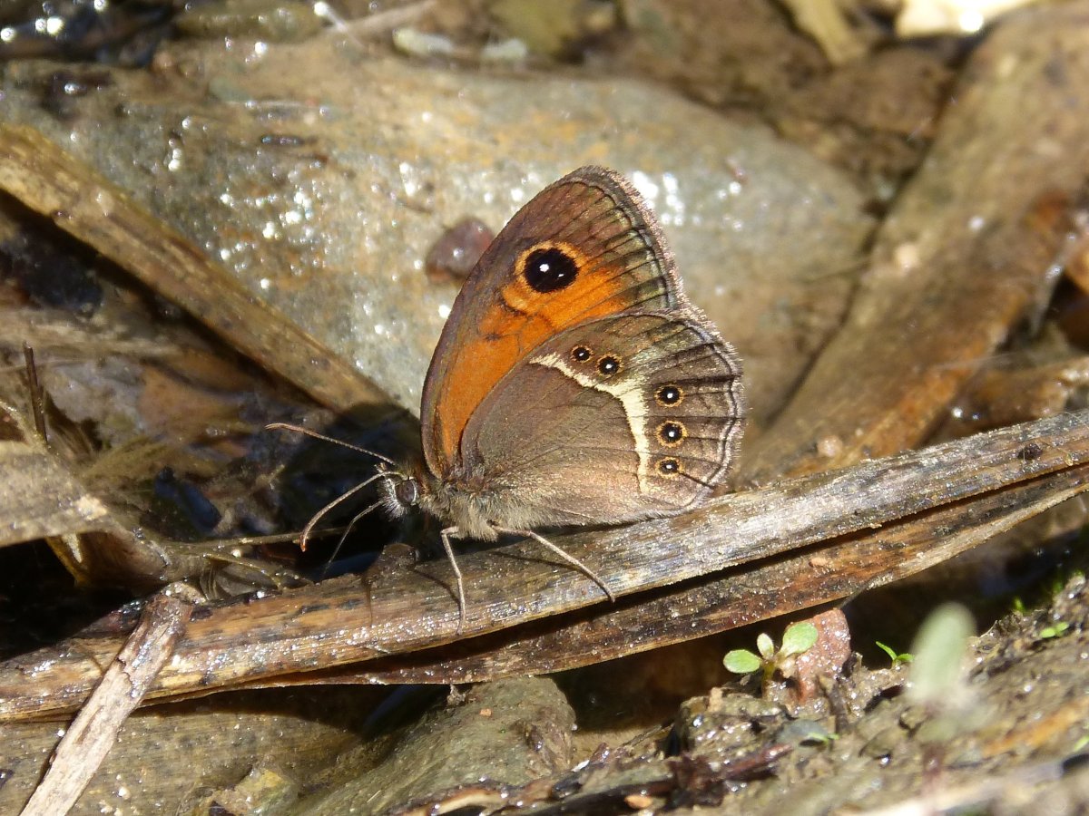 Беспозвоночные животные Удмуртии
