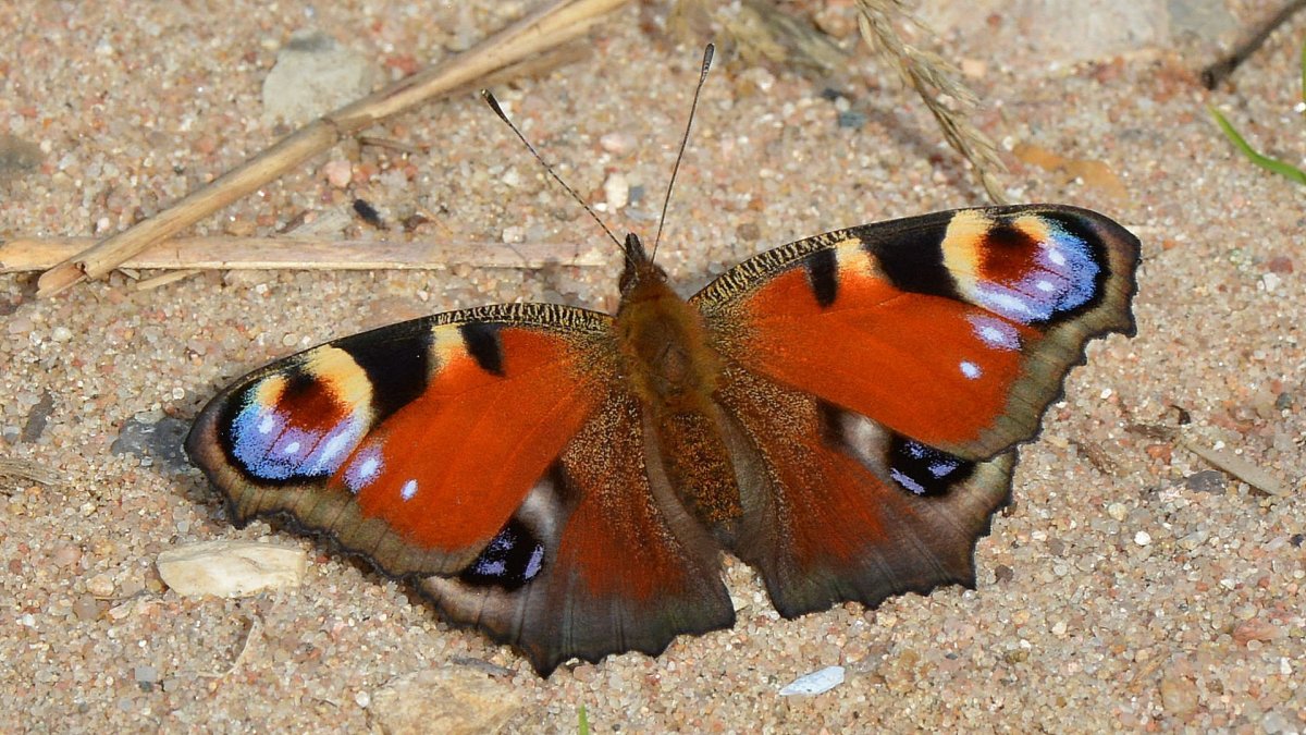 Махаон павлиний глаз