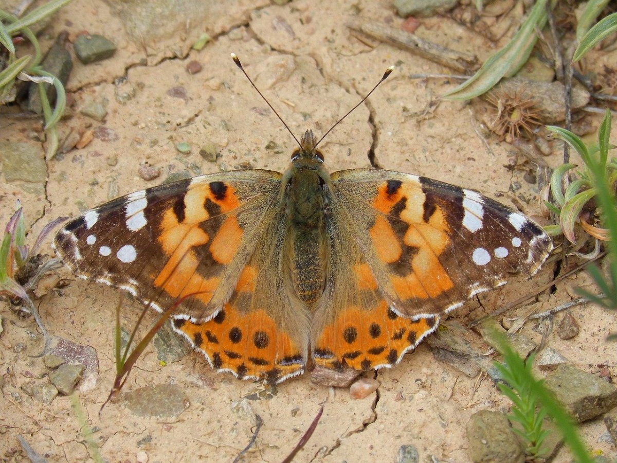 Cethosia Myrina