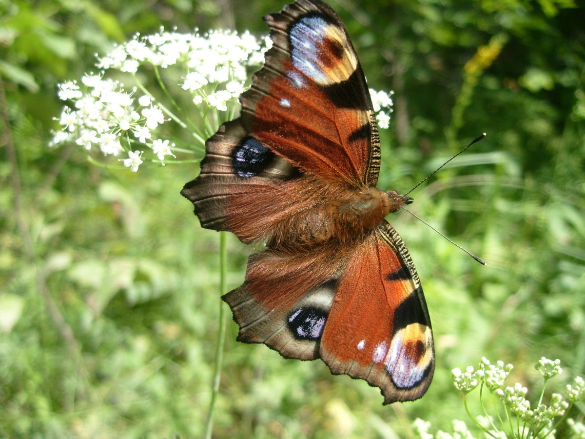 Название бабочек