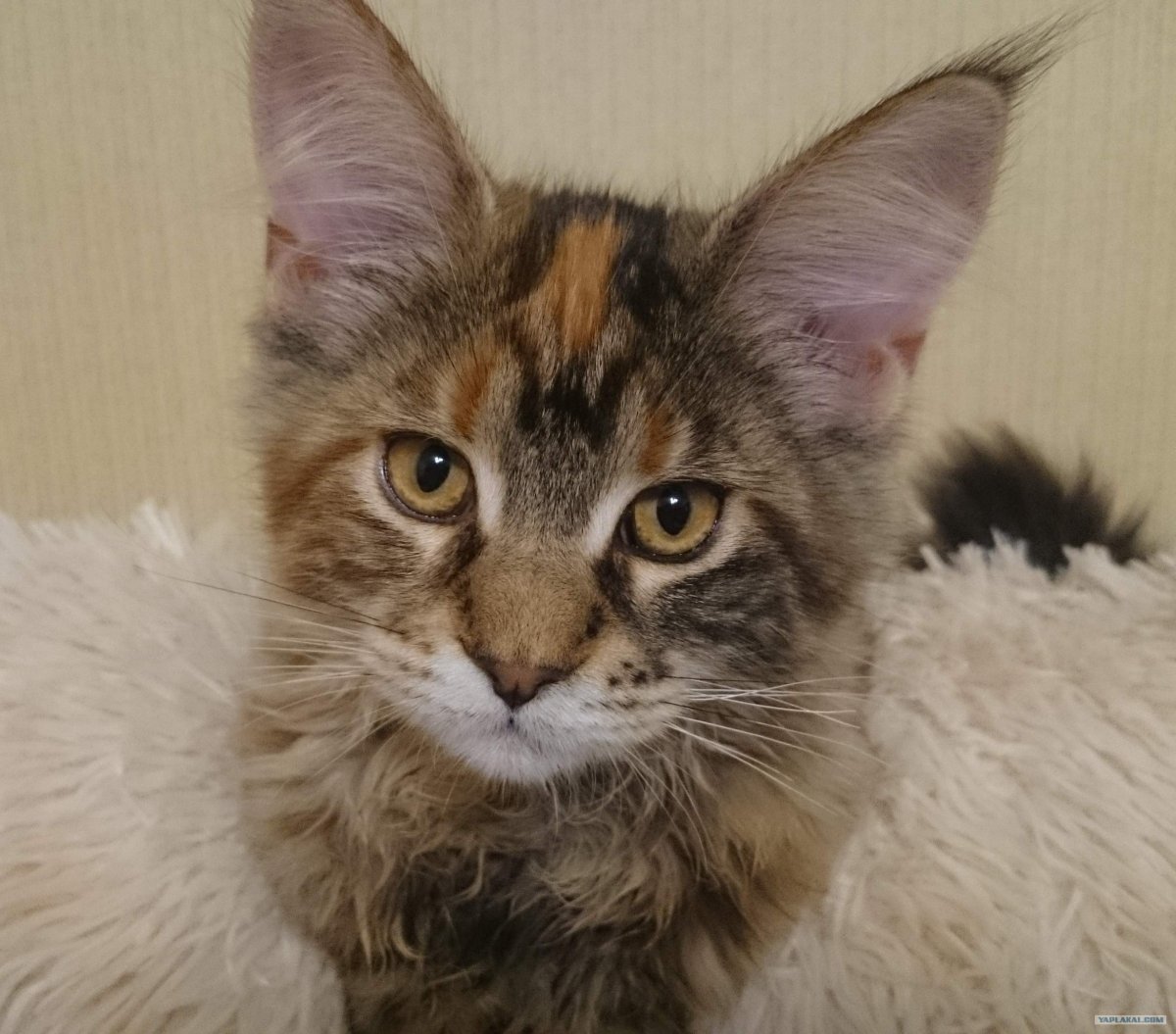 Метис сфинкса и Мейн кун