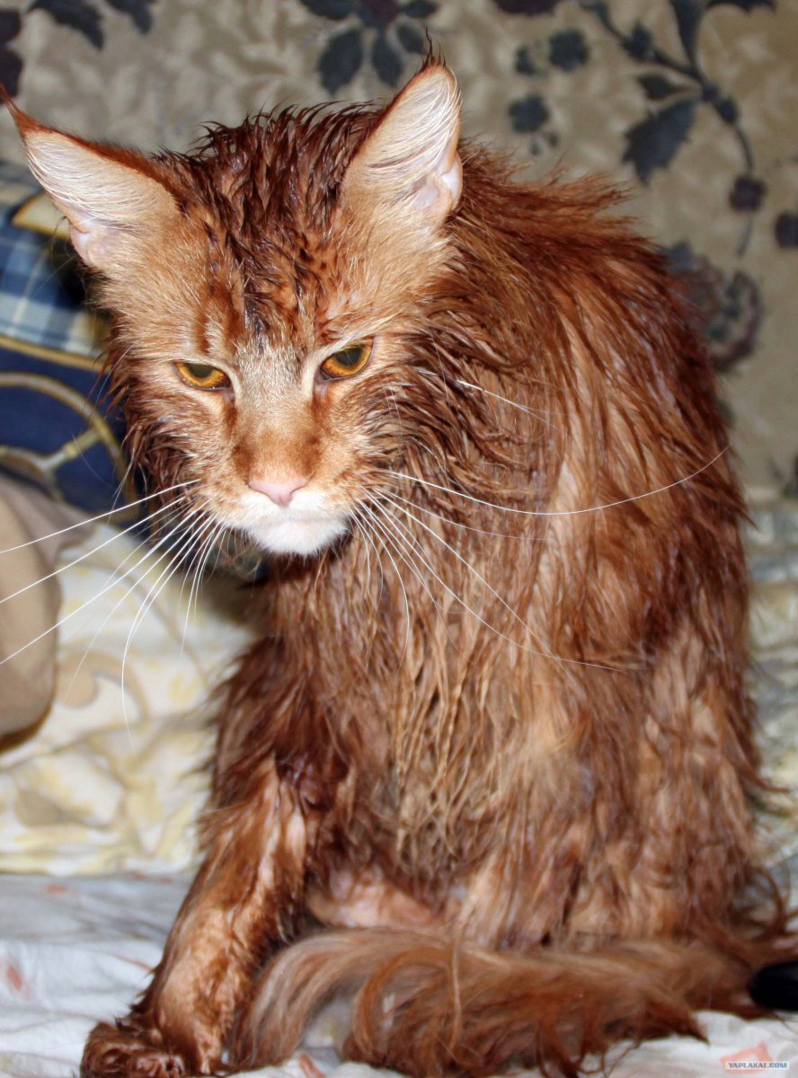 Котята метисы Мейн куна