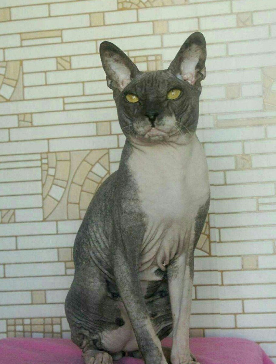 Котята Мейн куна авито