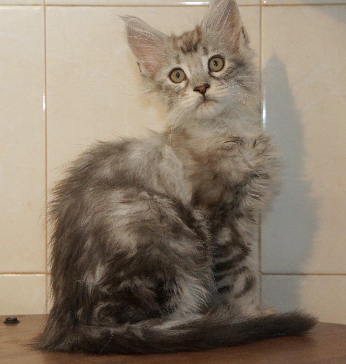 Мейн кун и обычная кошка