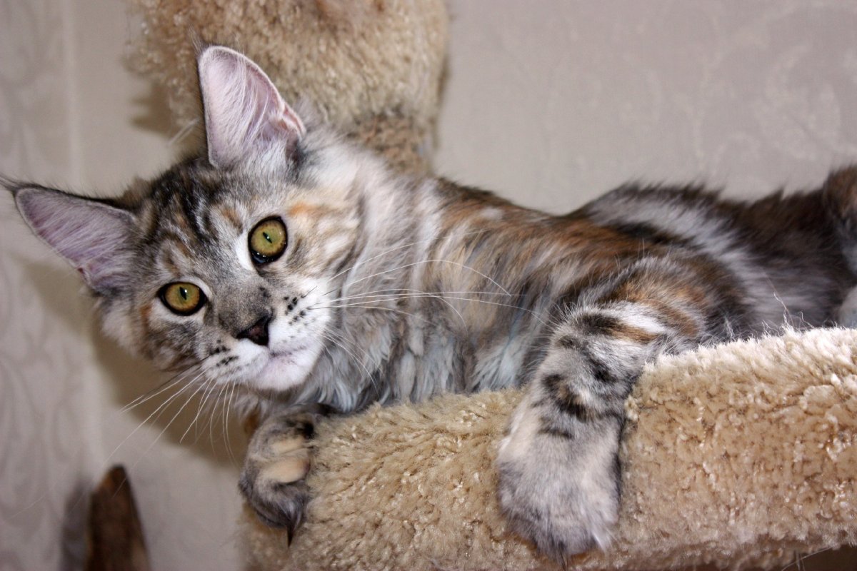 Зигфрид Угреша Мейн кун