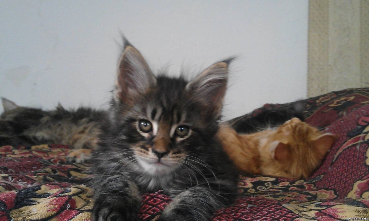 Смесь Мейн куна и сфинкса