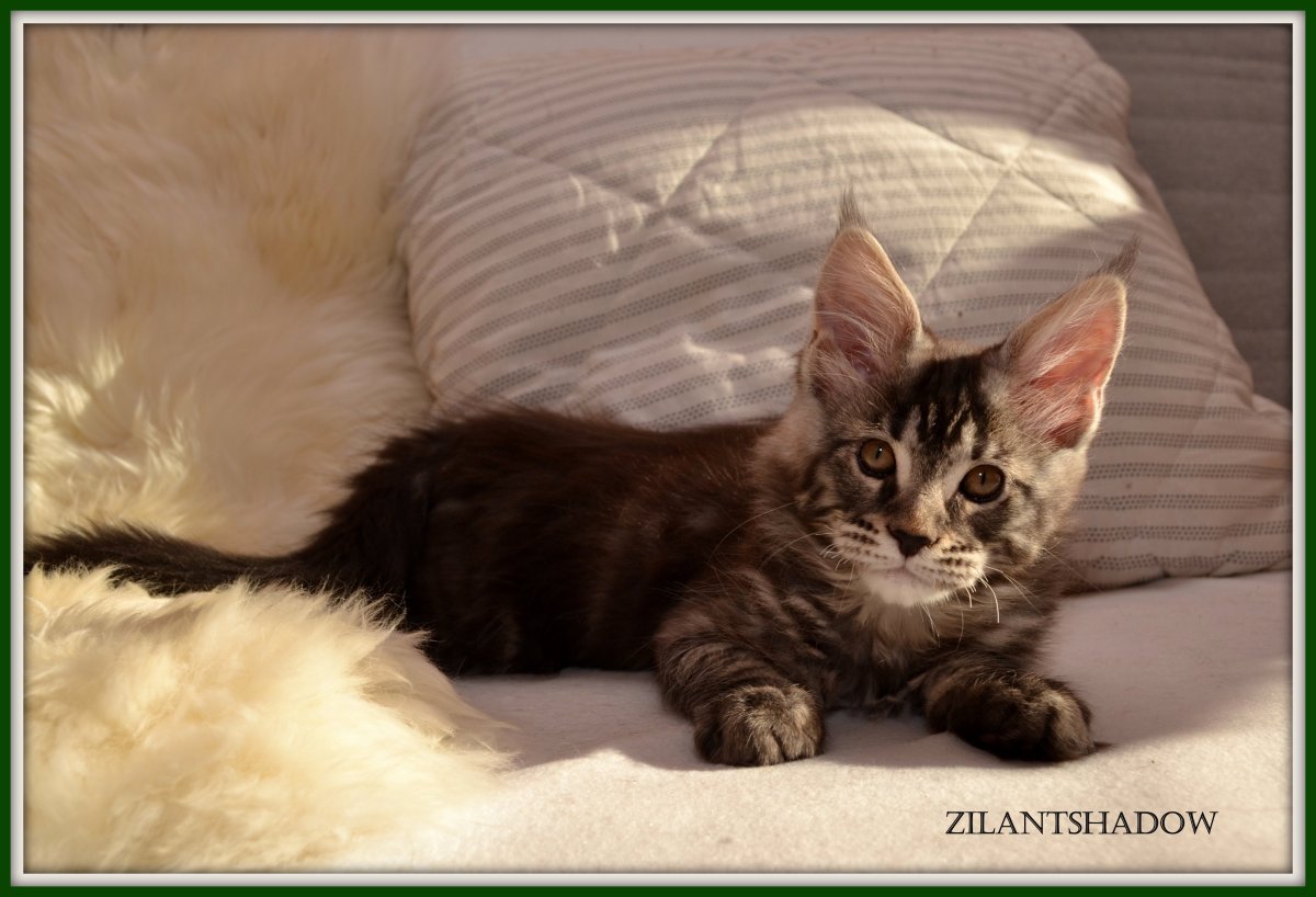 Метис Мейн куна и сибирской