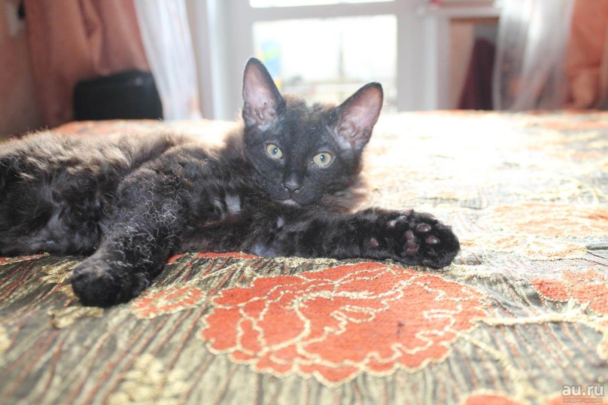 Мэйн кун и обычная кошка