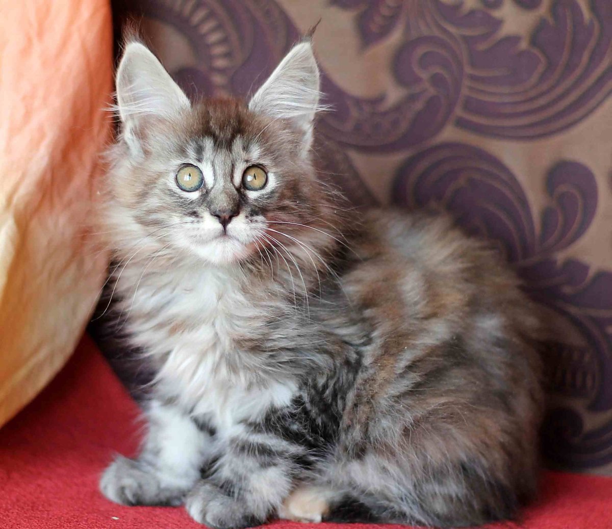 Донской сфинкс помесь