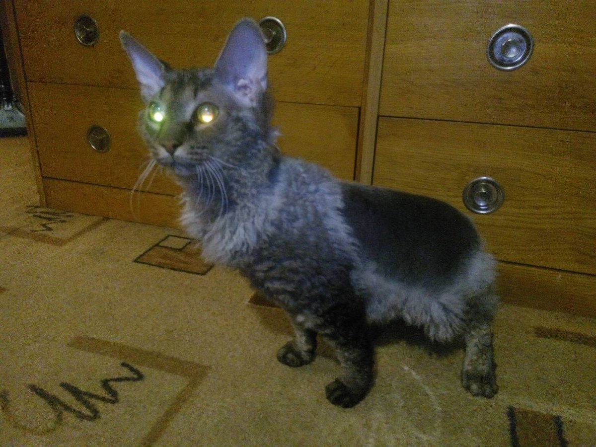 Мокрый Мейн кун