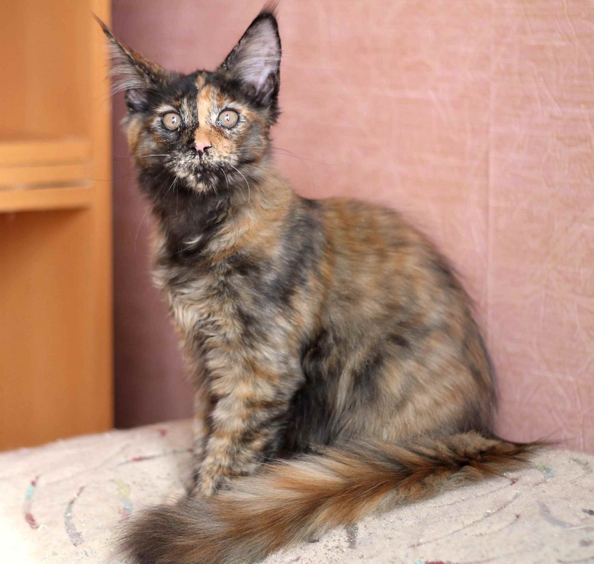 Мейн кун и Сиамская кошка