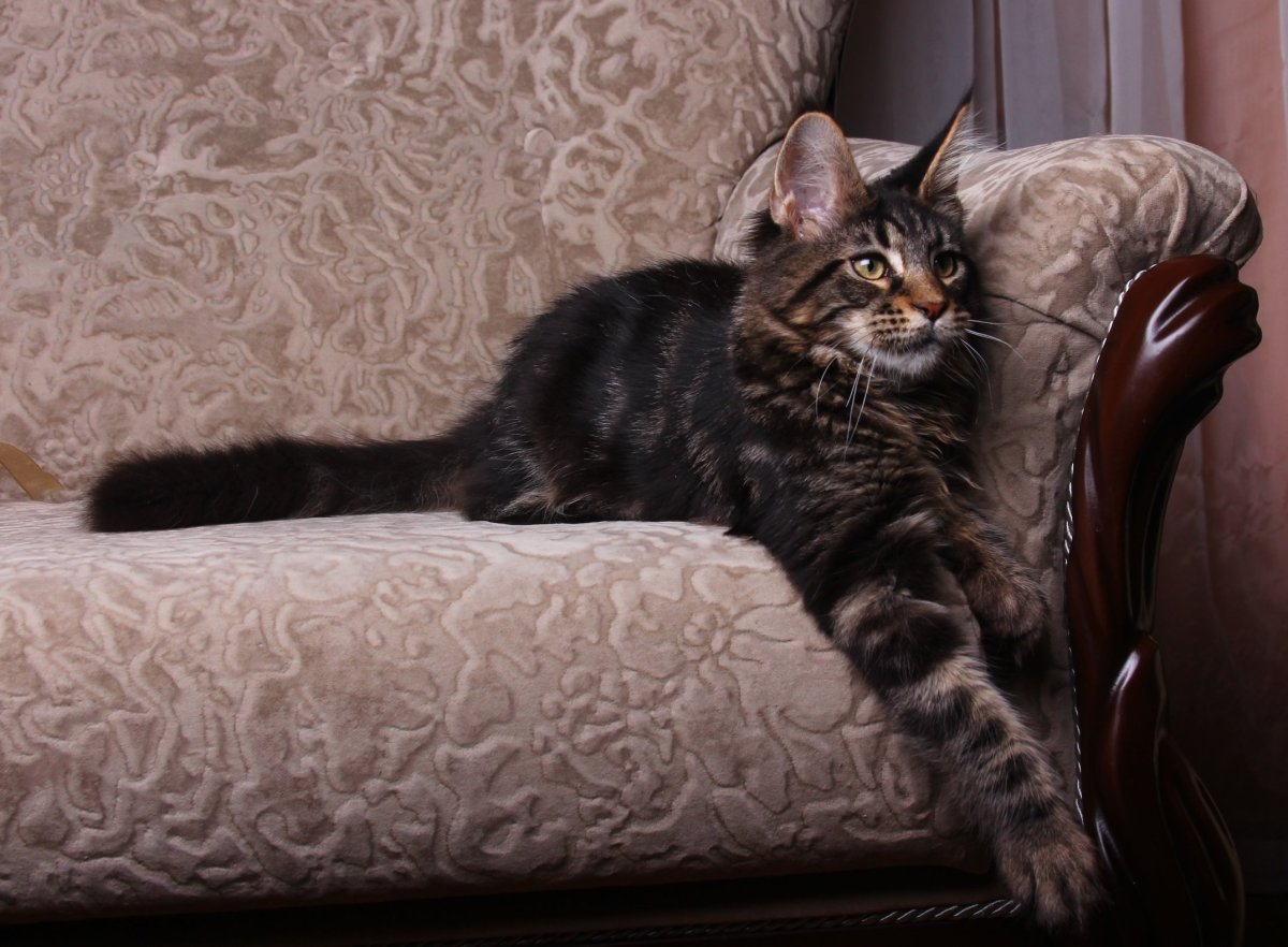 Помесь сфинкса и британца