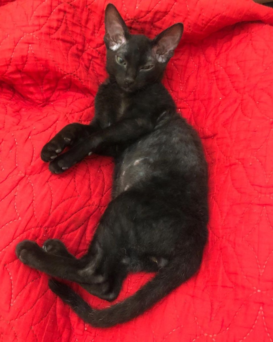 Ориентал и Мейн кун метис