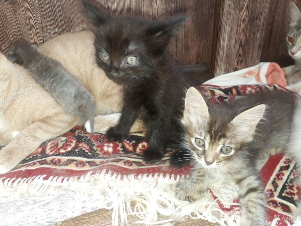 Метис Корниш рекс и сфинкс