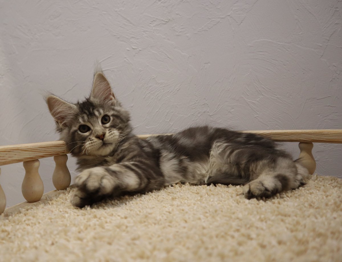 Помесь Мейн куна и норвежской Лесной кошки