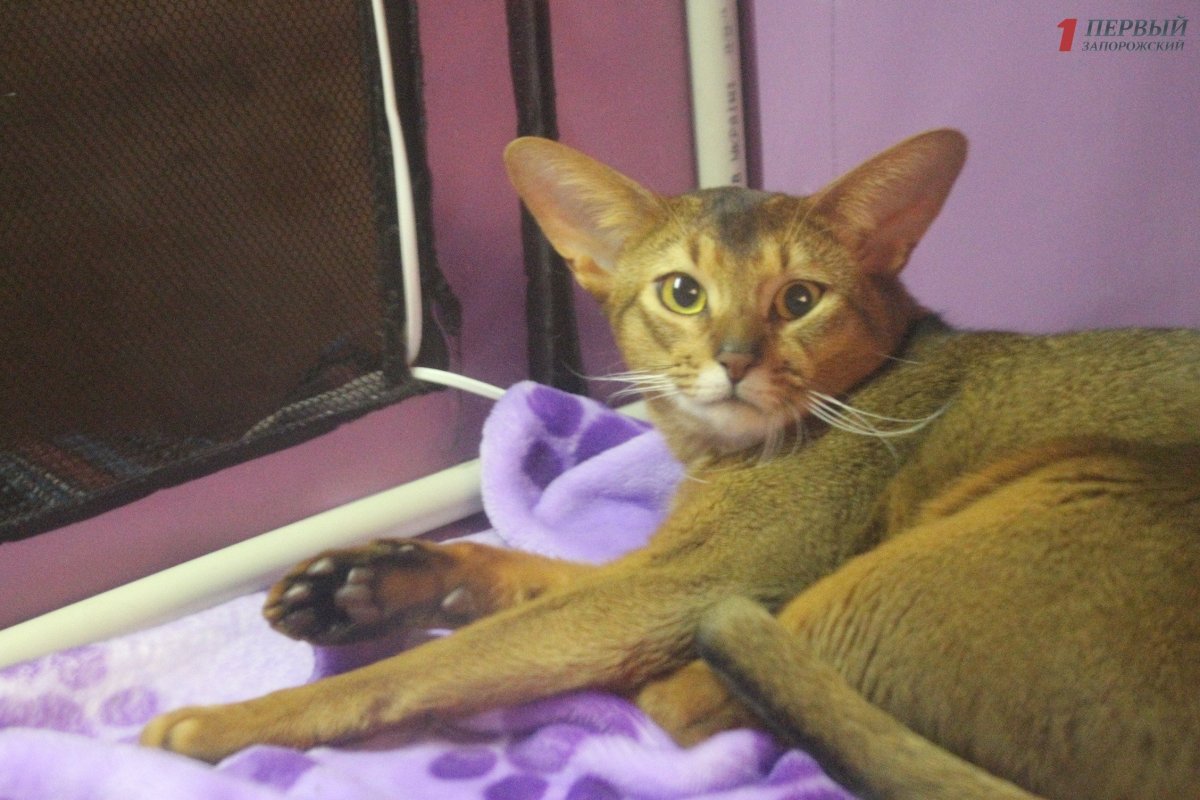 Мейн кун рекс