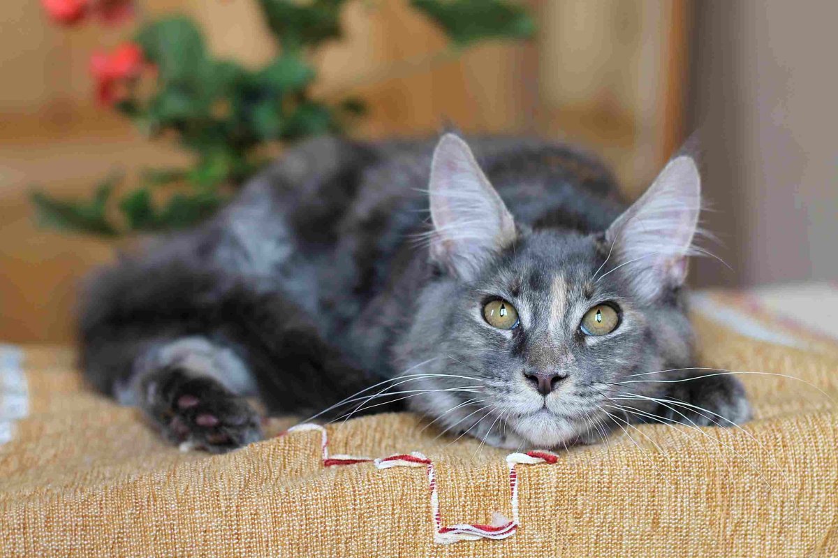 Метис Мейн куна и сфинкса